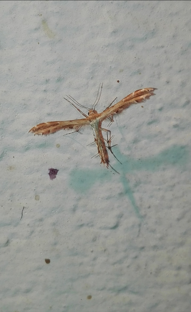 Pterophoridae - tollasmolyfélék