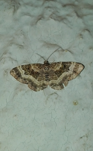 Epirrhoe alternata - galaj-tarkaaraszoló
