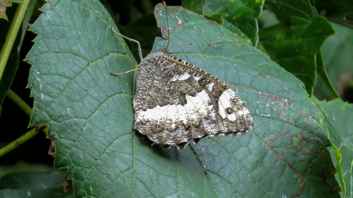 Brintesia circe - fehéröves szemeslepke