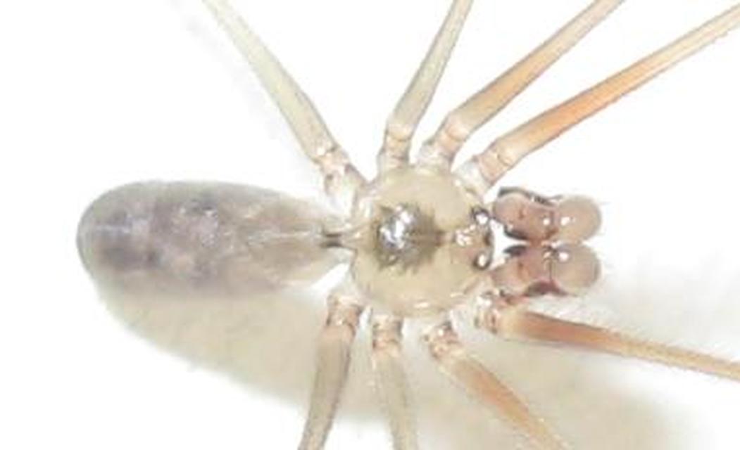 Pholcus phalangioides - nagy álkaszáspók