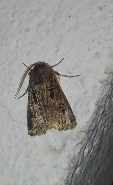 Agrotis bigramma - kétjegyű földibagoly