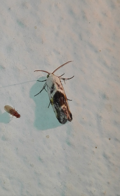 Ponometia candefacta - parlagfűbagoly