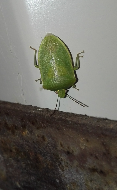 Nezara viridula - zöld vándorpoloska
