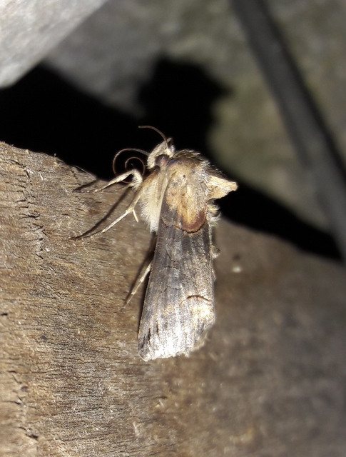 Abrostola triplasia - közönséges csalánbagoly