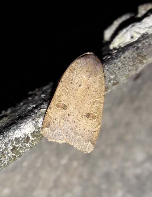 Noctua comes - kis sárgafűbagoly