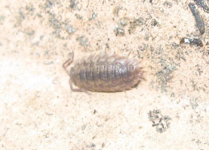 Trachelipus