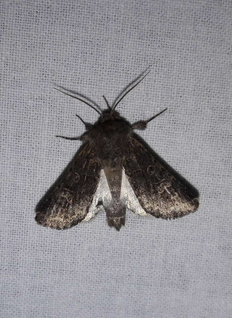 Tholera cespitis - sötét fésűsbagoly