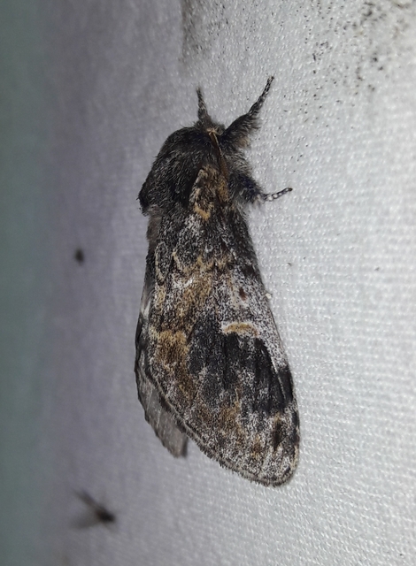 Notodonta tritophus - tarajos púposszövő