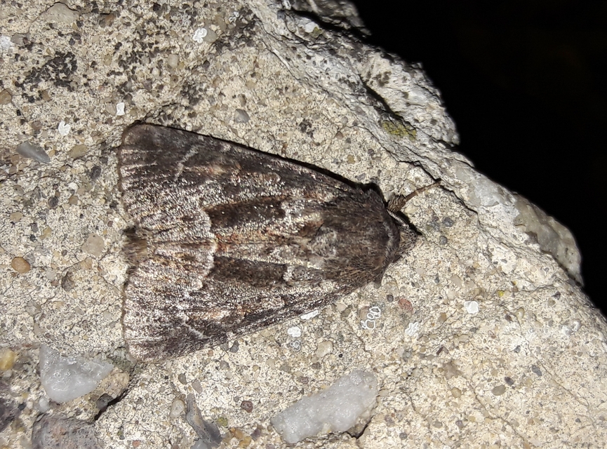 Thalpophila matura - fakó erdeibagoly