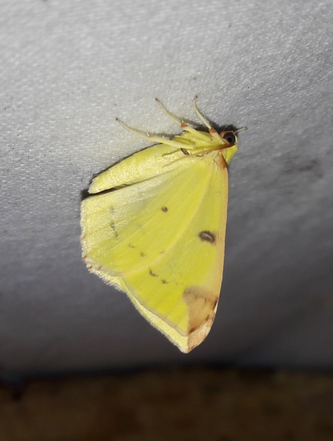 Opisthograptis luteolata - citromsárga araszoló