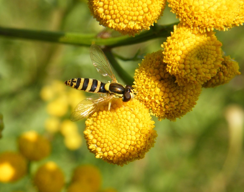Sphaerophoria