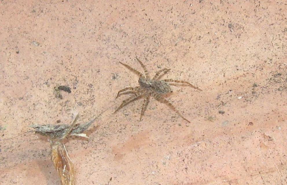 Pardosa