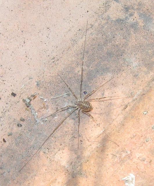 Opiliones - Kaszáspókok