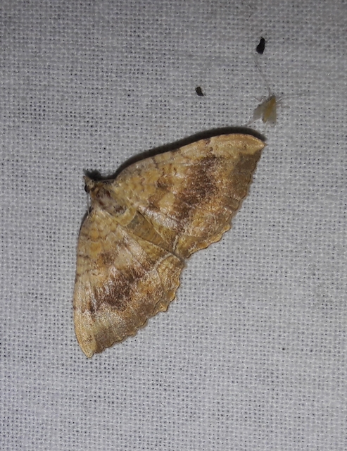 Camptogramma bilineata - kétvonalas sávosaraszoló