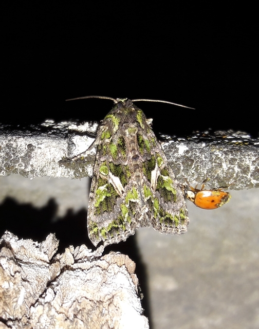 Trachea atriplicis - nyári zöldbagoly