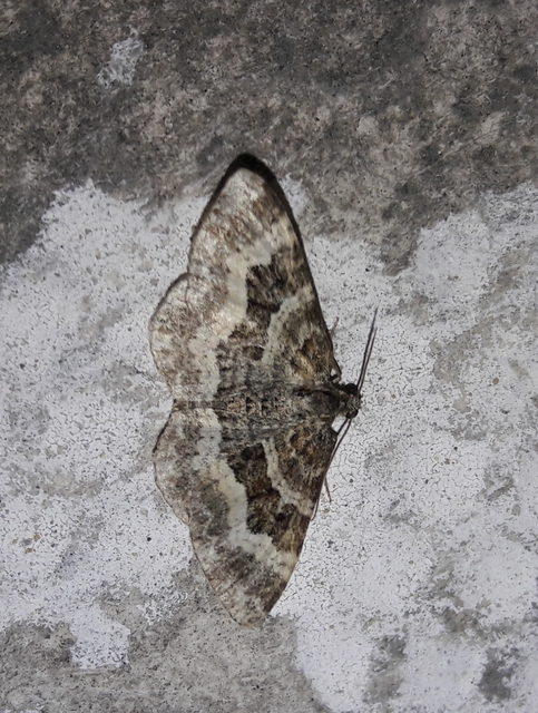 Epirrhoe alternata - galaj-tarkaaraszoló