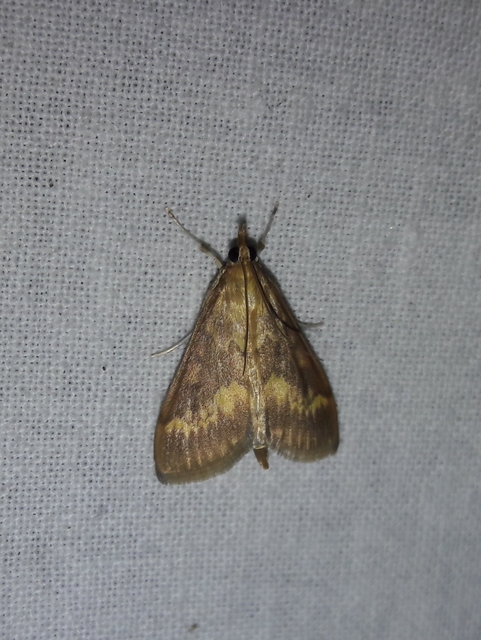 Ostrinia nubilalis - kukoricamoly