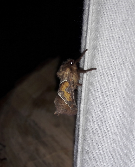 Triodia sylvina - kis gyökérrágólepke