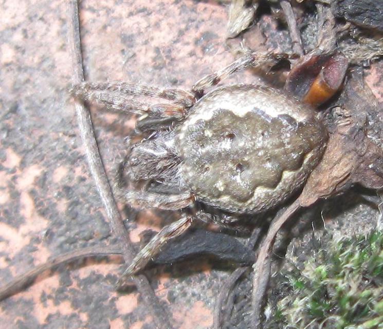 Nuctenea umbratica - közönséges rés-keresztespók