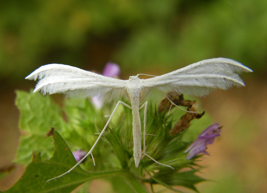 Pterophorus pentadactyla - fehér tollasmoly