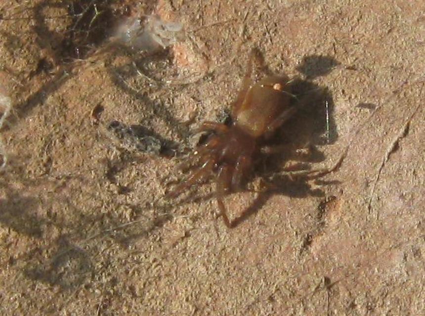 Gnaphosidae - kövipókok