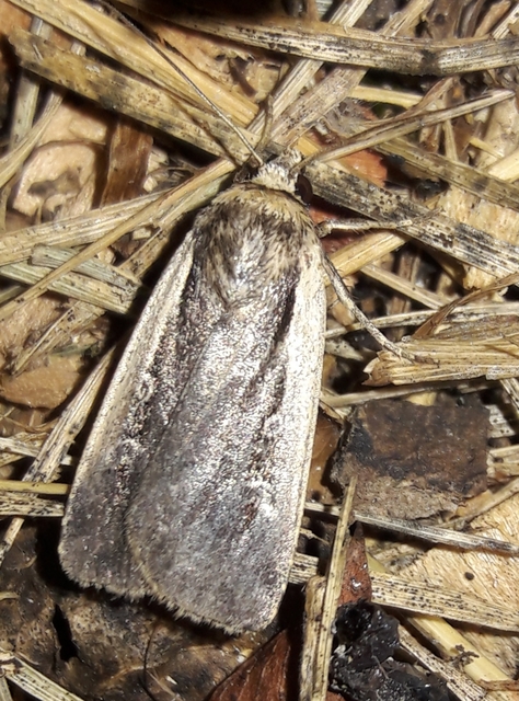 Ochropleura plecta - fehérszegélyű fűbagoly