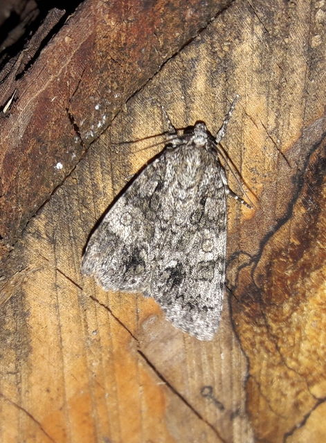 Acronicta megacephala - nagyfejű szigonyosbagoly
