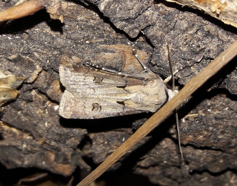 Agrotis exclamationis - felkiáltójeles földibagoly