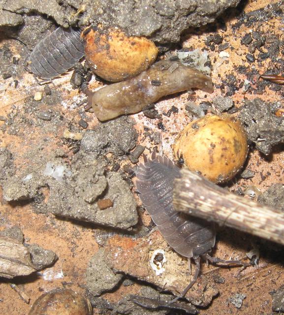 Porcellio scaber - érdes pinceászka