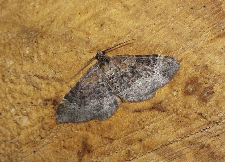 Xanthorhoe