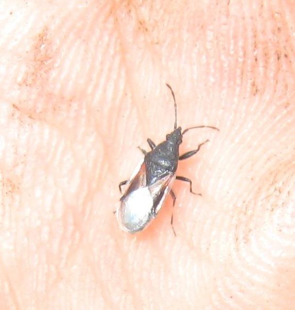 Oxycarenus lavaterae - hársbodobács
