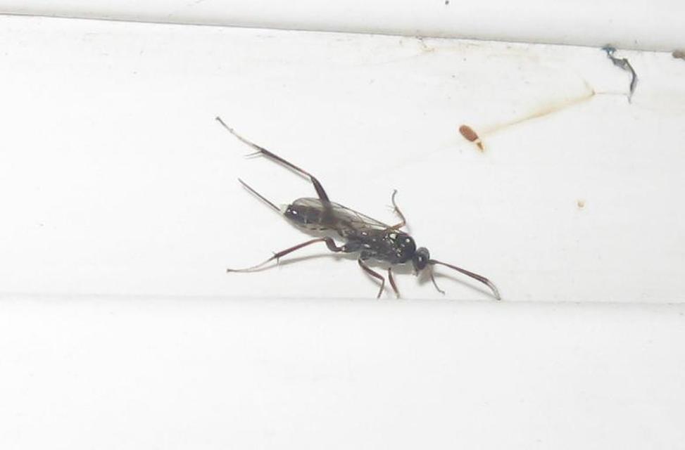 Ichneumonidae - valódi fürkészdarazsak