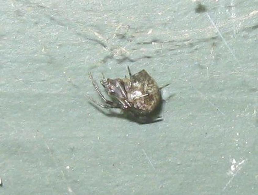 Parasteatoda tepidariorum - üvegházi törpepók