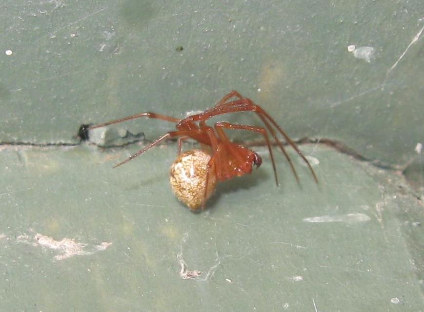Parasteatoda tepidariorum - üvegházi törpepók