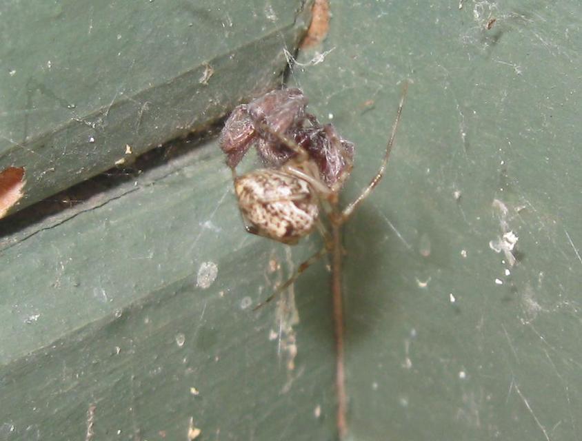 Parasteatoda tepidariorum - üvegházi törpepók