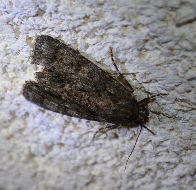 Acronicta rumicis - sóska-szigonyosbagoly