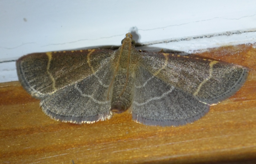 Hypsopygia glaucinalis - rezes fényilonca