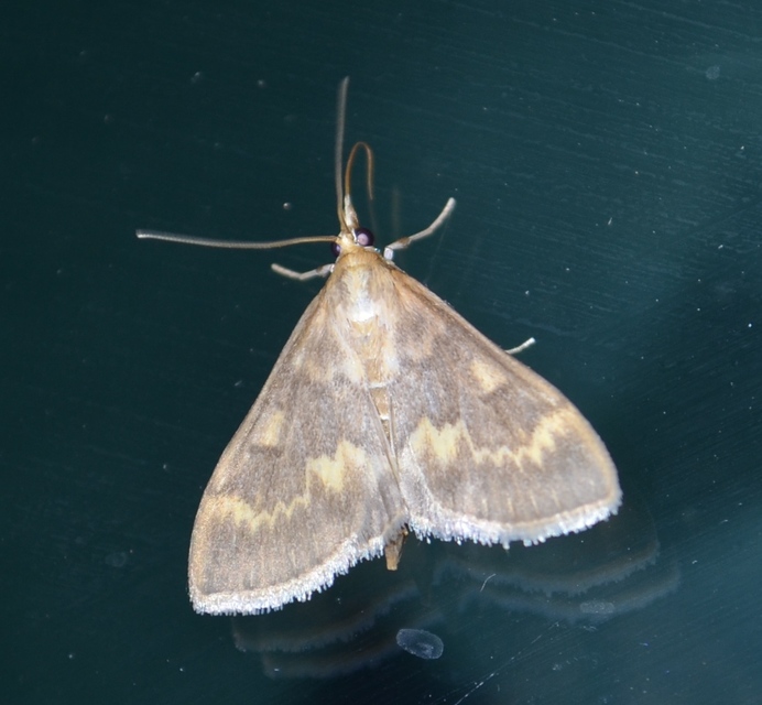 Ostrinia nubilalis - kukoricamoly