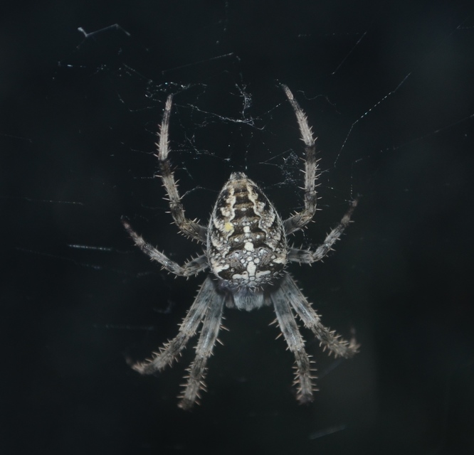 Araneus diadematus - koronás keresztespók