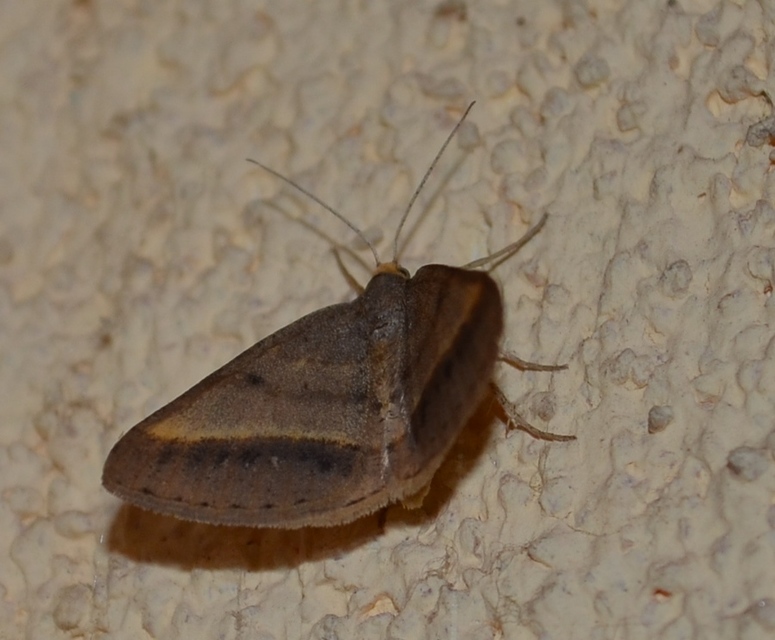 Tephrina arenacearia - lucerna-araszoló