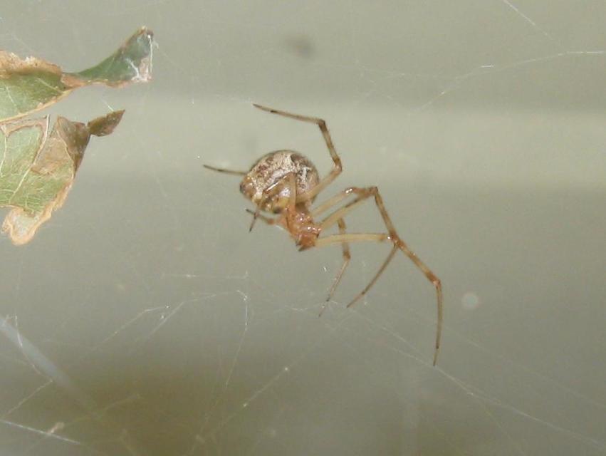 Parasteatoda tepidariorum - üvegházi törpepók