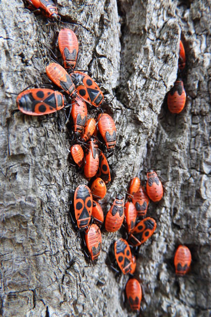 Pyrrhocoris apterus - verőköltő poloska