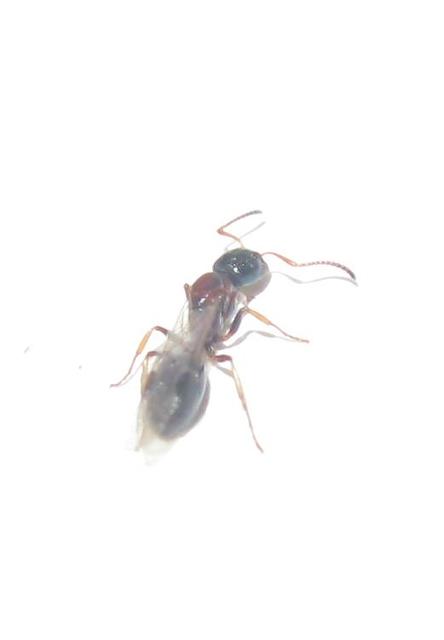 Dolichoderus quadripunctatus - négypettyes erdeihangya