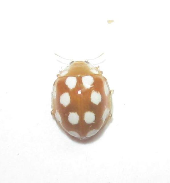 Vibidia duodecimguttata - tizenkétcseppes füsskata