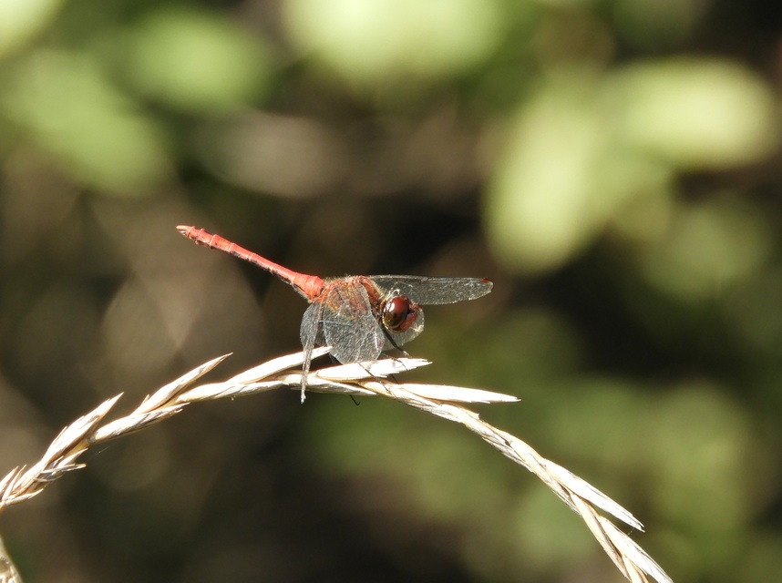 Sympetrum sanguineum - vörös katona-szitakötő