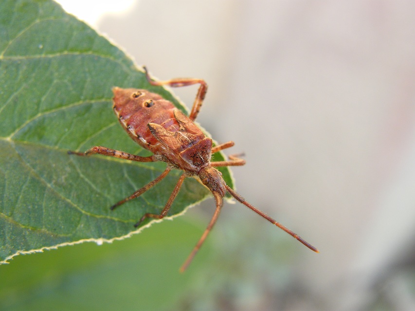 Leptoglossus occidentalis - nyugati levéllábú poloska