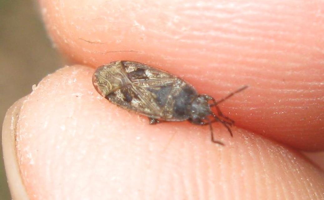 Sphragisticus nebulosus - foltos bodobács