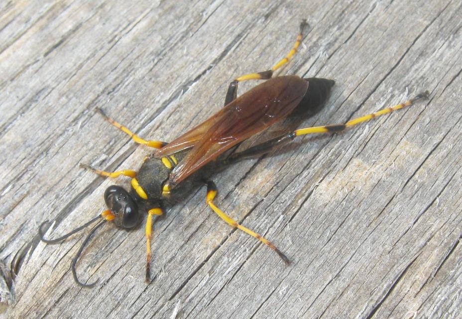 Sceliphron caementarium - feketenyelű lopódarázs