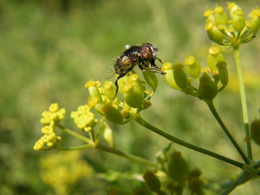 Eristalinus sepulchralis - fekete foltosszeműlégy