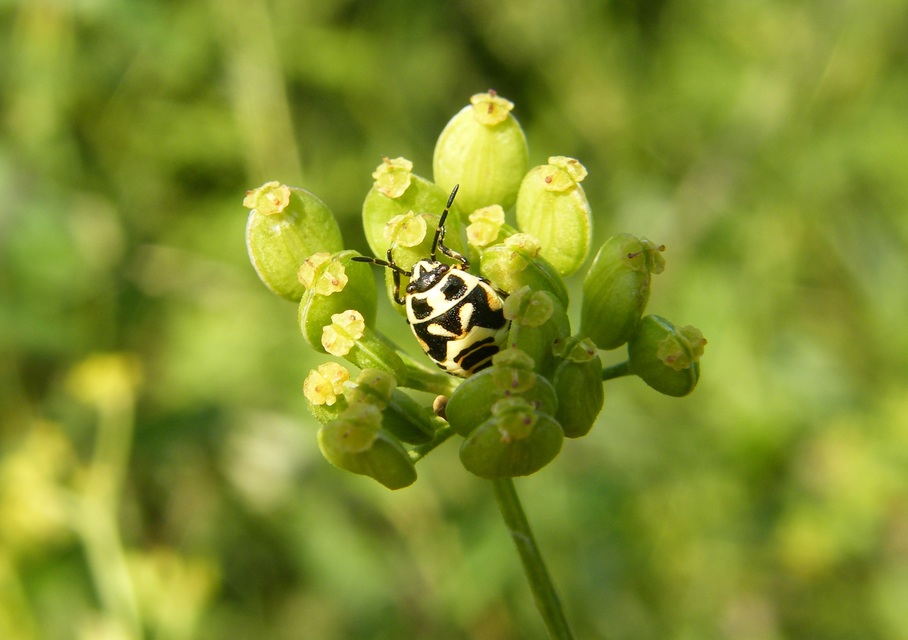 Eurydema oleracea - paréjpoloska Eurydema oleracea - paréjpoloska